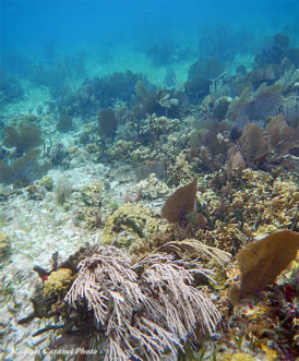 Reef at Tarpon Caye Lodge