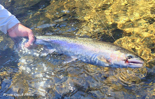 Colorful Large Brook Trout With Grasshopper Fly In Mouth With Fly