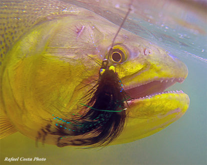 Essential Gear for Fly Fishing for Dorado in Bolivia