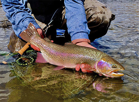 Greg Bricker - Shields River Lodge - rainbow trout