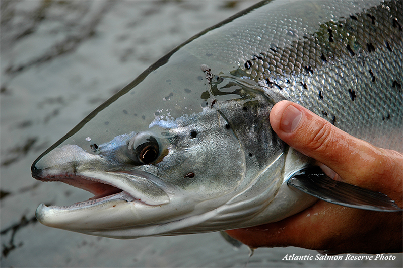 Spey Obsession - Atlantic Salmon