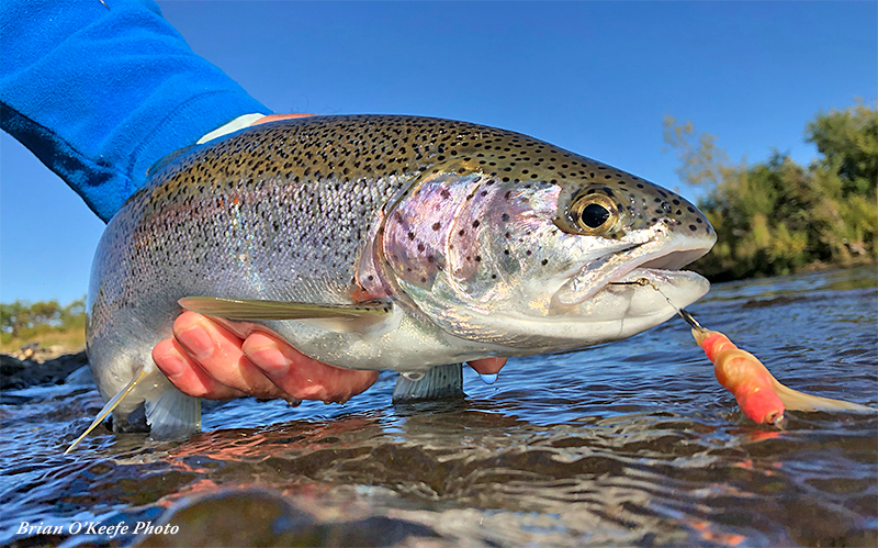 Wild Trout On Split Cane. Scottish Small Stream Fly Fishing 