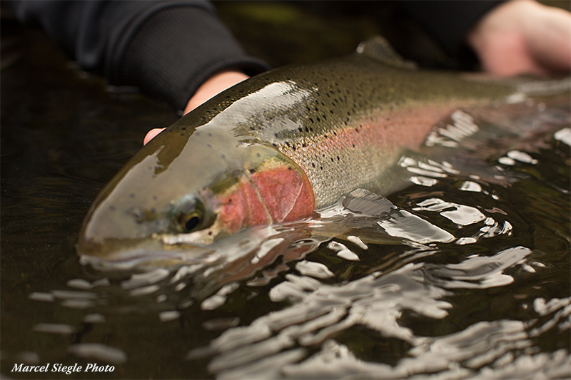 Summer Run Steelhead Fly Fishing in Northern California