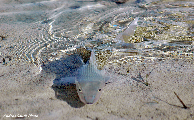 Bonefish on the flats at Andros South