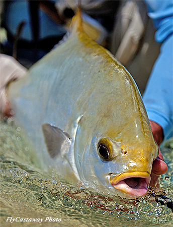 Indo-Pacific Permit