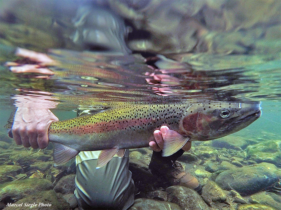 Trinity River steelhead underwater