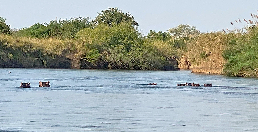 Hippos on the Ruhudji River
