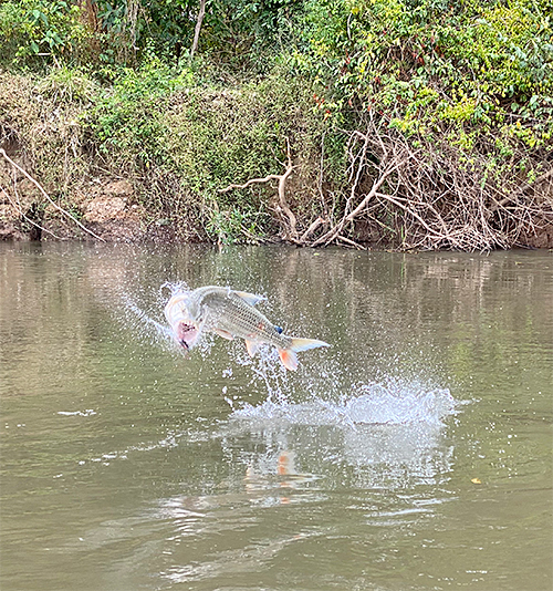 Leaping Tigerfish