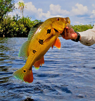 Peacock Bass Fishing