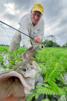 Hooking a Monsterous Arapaima On a Fly, ARAPAIMA