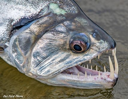 Payara at Xingu