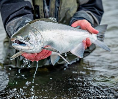 Coho Salmon at Lava Creek Lodge