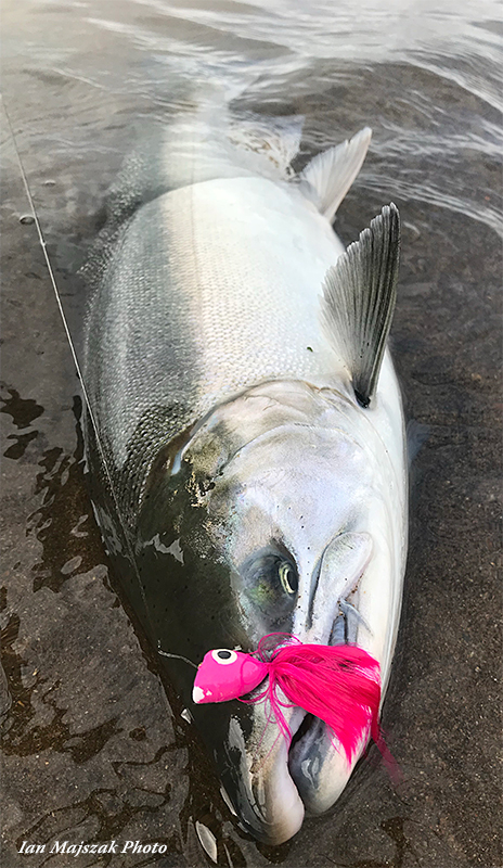 coho salmon on my 5wt fly rod!🎣 : r/flyfishing