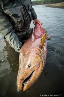 Aged adult Chinook salmon