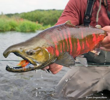 Fly Fishing For Salmon: Everything You Need To Know