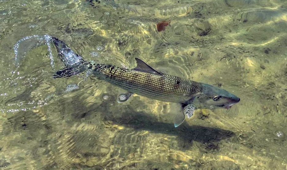 Swimming bonefish at ESB Lodge