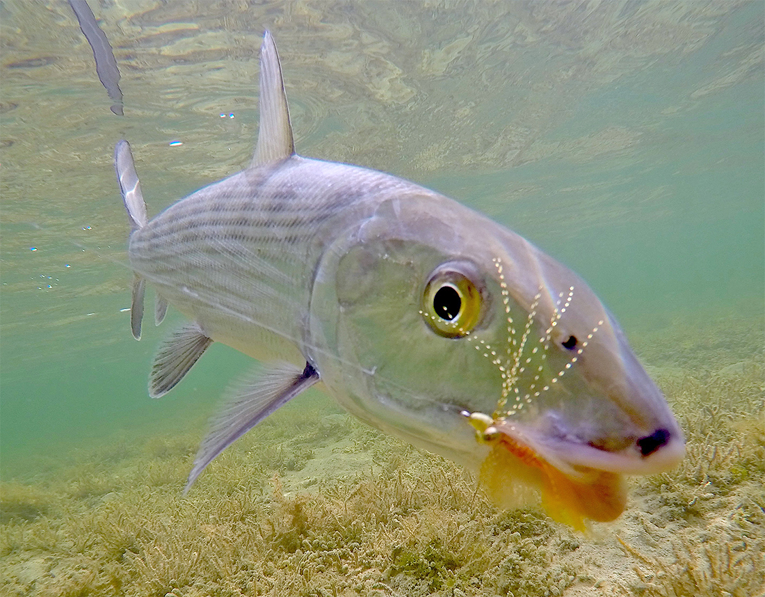 Bonefish underwater