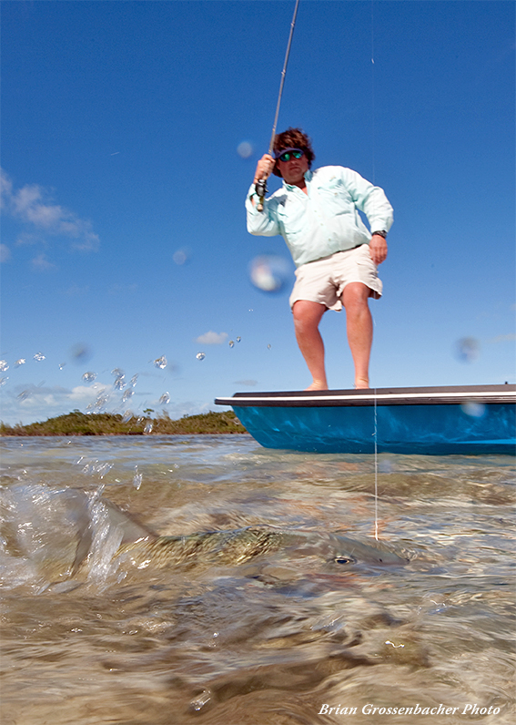 Fighting bonefish