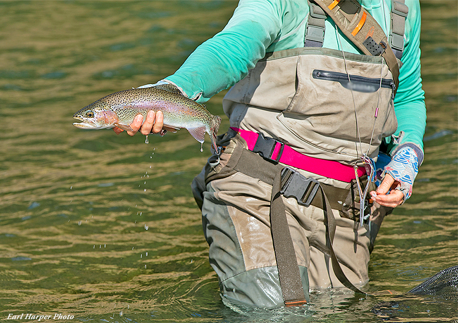 Damsel Fly Fishing Wading Belts