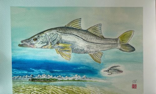 Pencil Art, Snook