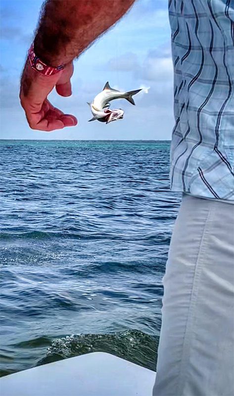 Leaping tarpon at ESB Lodge