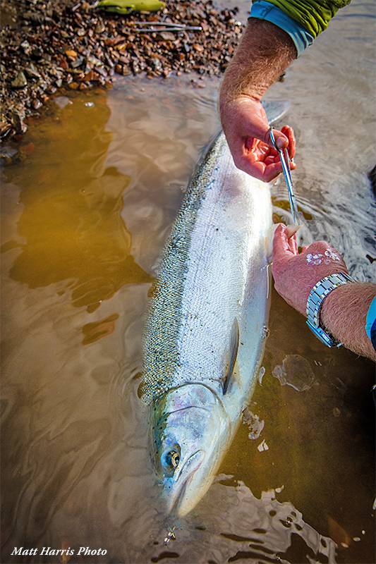 Taking scale samples of a Steelhead at Kamchatka Steelhead Project