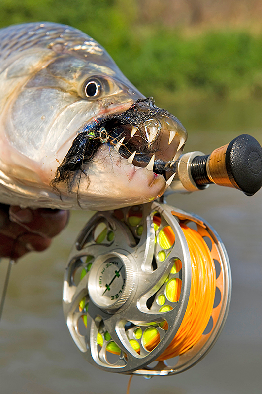 Tigerfish with fly in mouth