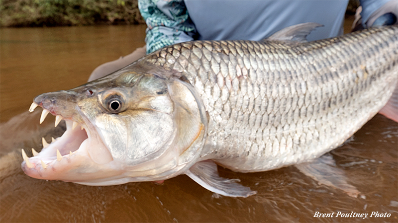 Trophy Tigerfish in Tanzania