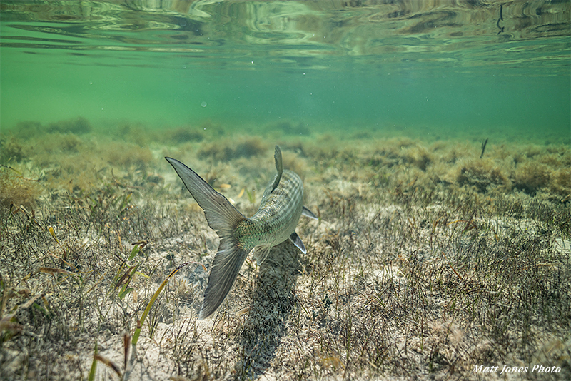 Bonefish swimming away