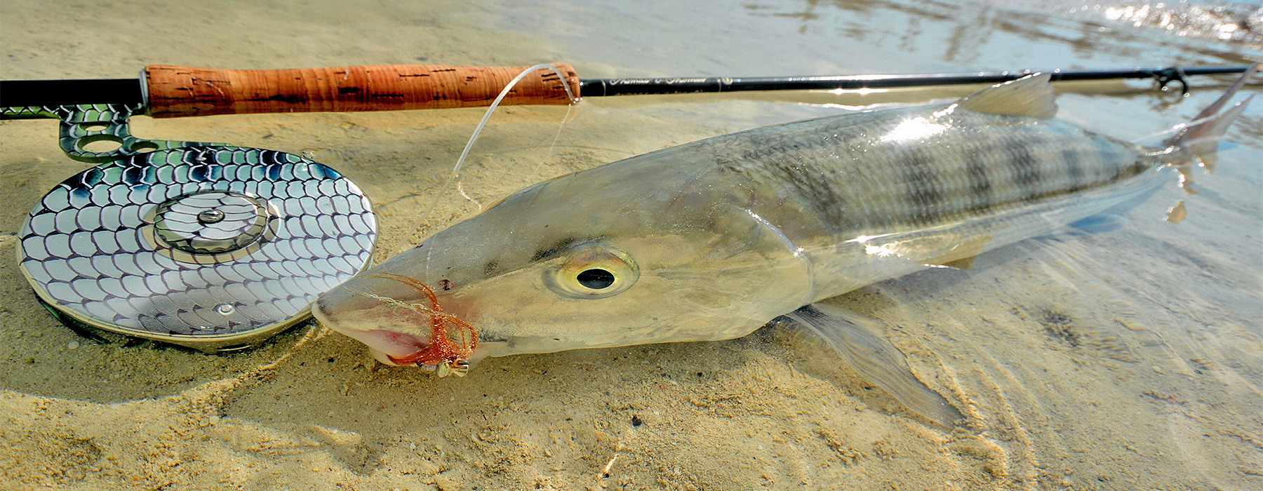 Bahamas bonefish