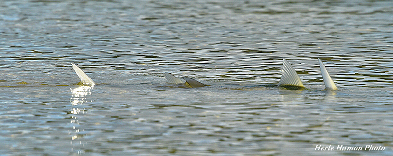 Tailing bonefish
