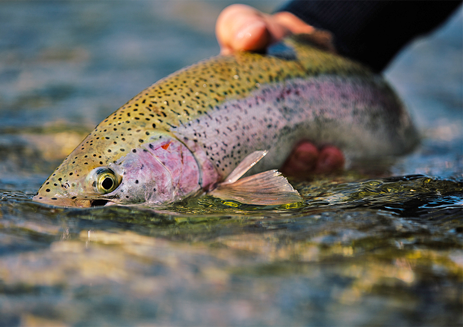 Rainbow Trout Fly Fish Illinois Fly Fishing Fisherman Gifts