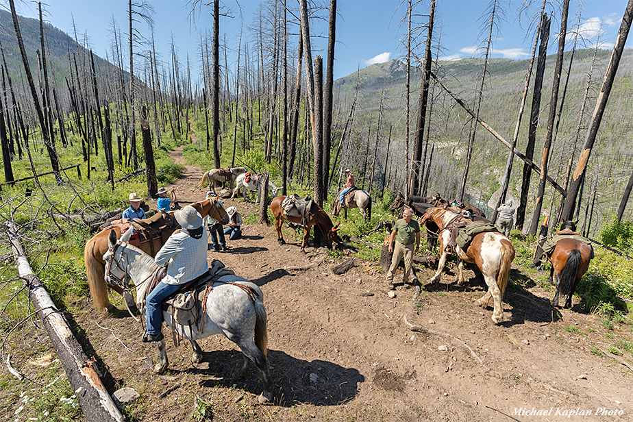 Resting horses and mules while we take lunch