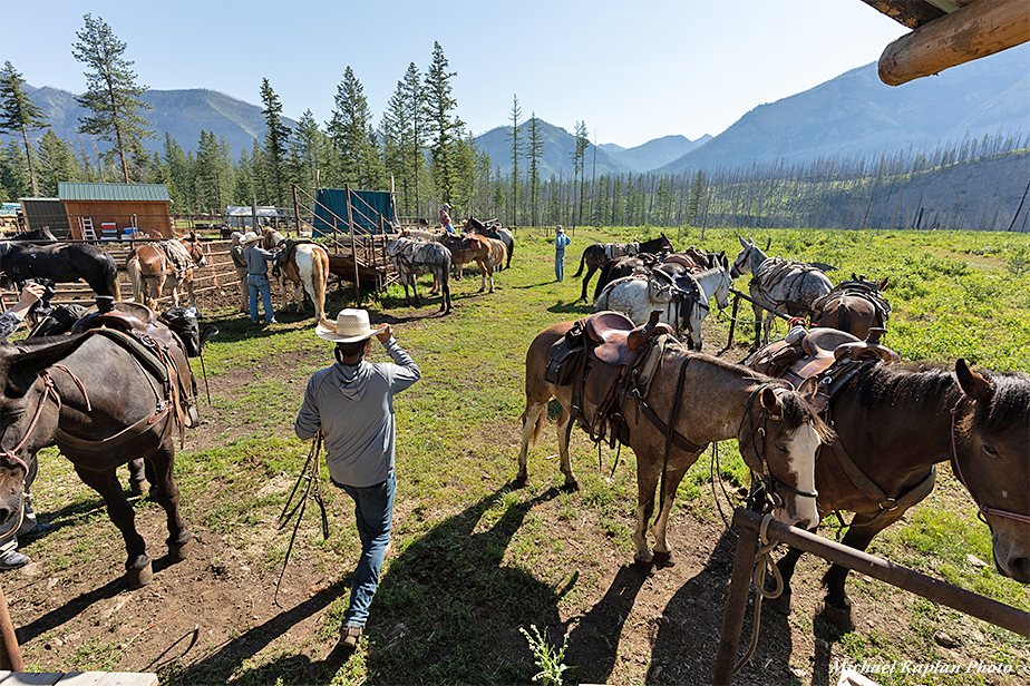 Saddling the horses and mules