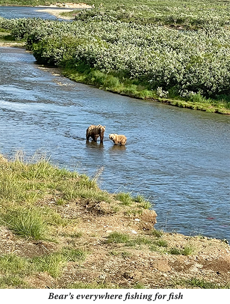 Bears fishing for salmon