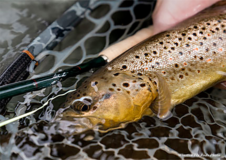 Angler with brown trout using the Winston AIR 2 Freshwater Fly Rod