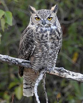 Great Horned Owl