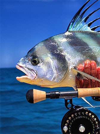 Angler holding a Rooster Fish - Terry Gunn photo