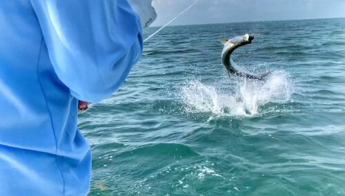 ESB Tarpon Jumping