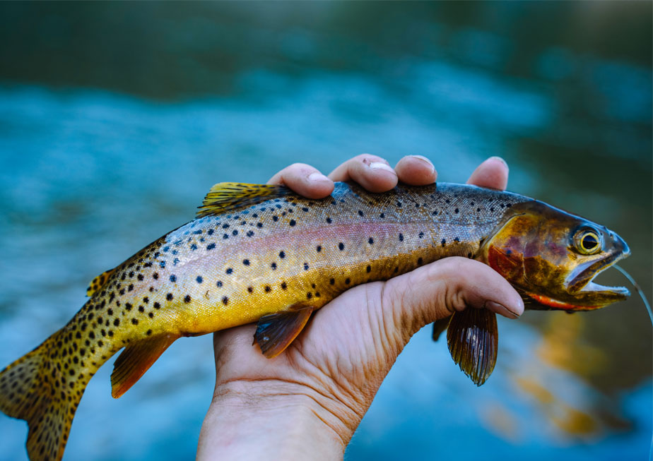 trout fishing on the elk - Elk River Hotel & Cafe