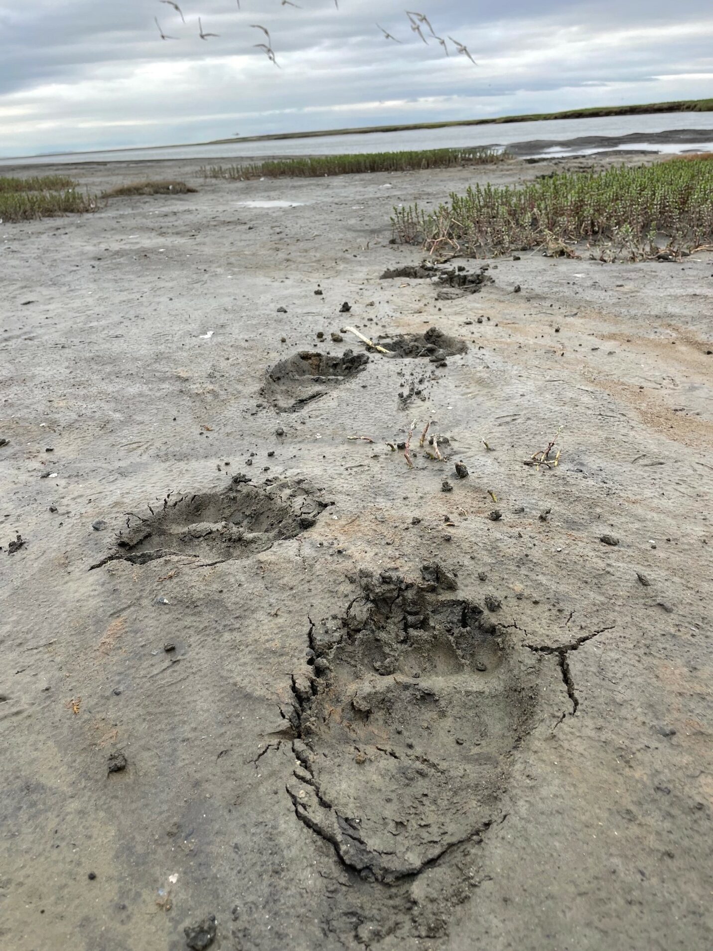 Lava Creek Lodge, AK Brown Bear Prints