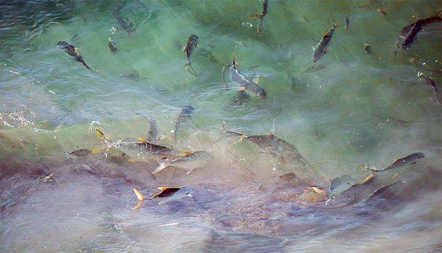 Feeding permit at Arabian Fly