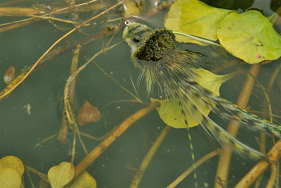 Umpqua Swimming Frog