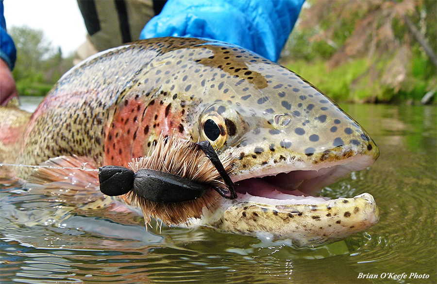 Rainbow trout with mouse fly in its mouth