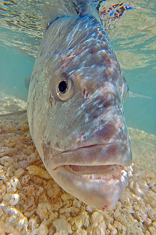 Giant Trevally