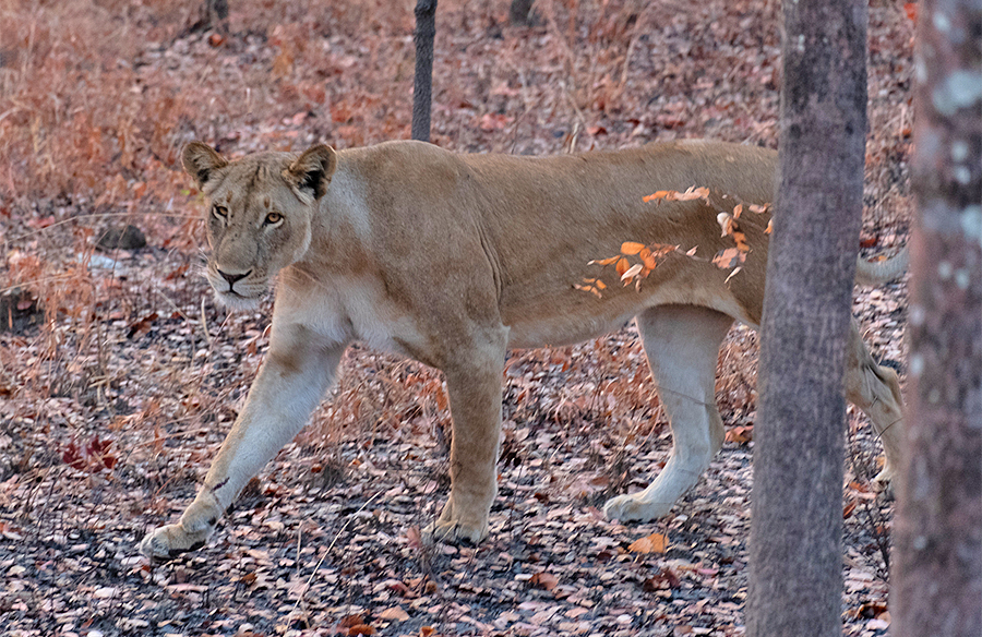 Lioness walking through the forest in Tanzania