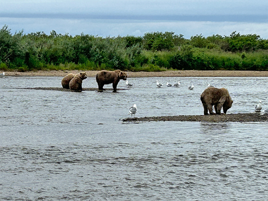 Grizzly bears and seagulls looking for salmon to eat
