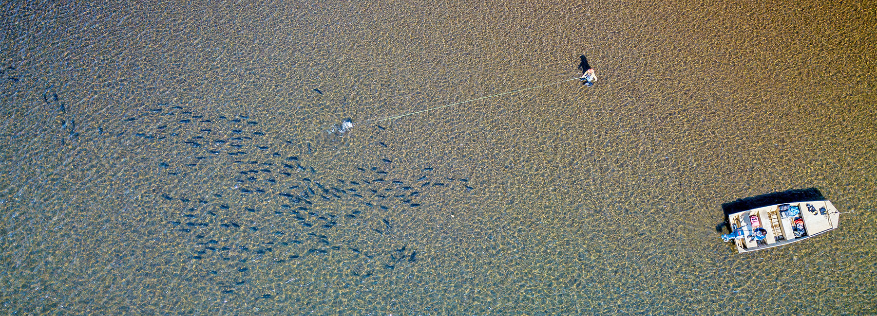 Aerial view of angler casting into a pod of silver salmon