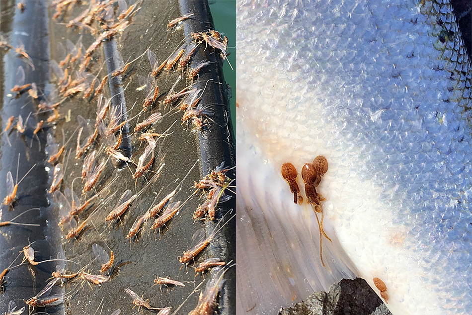 Insects on an oar and lice on a fresh fish