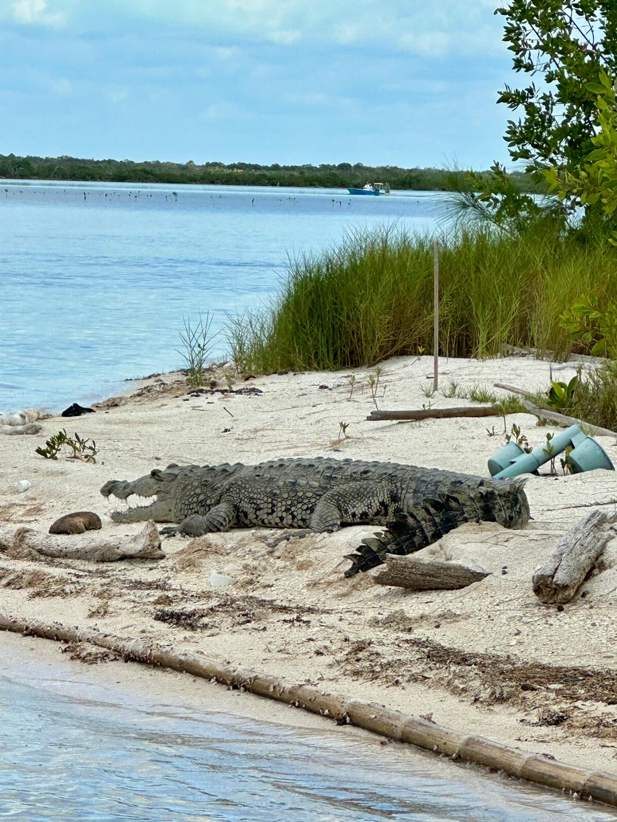 ESB Crocodile on the beach
